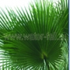 Искусственные пальмовые ветки и листья
