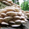 Зерновой мицелий (семена) грибов Вешенка