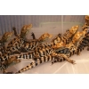 Продажа нильских крокодилов  и кайманов в Омске