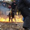 Дрессировка собак в омске - ОЦССС