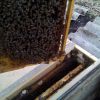 Пчелопакеты и Пчелиные матки