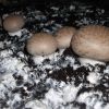 Семена грибов шампиньонов,  вешенки,  опят,  шиитаке для дома и дачи